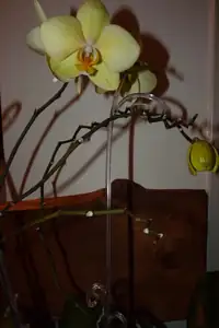orchidea...