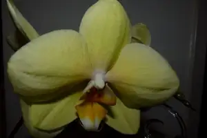 orchidea...