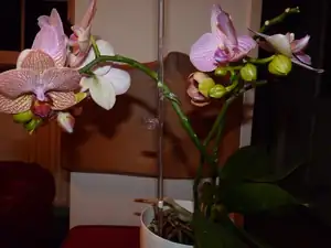 orchidea...