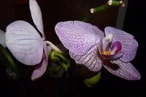 orchidea...