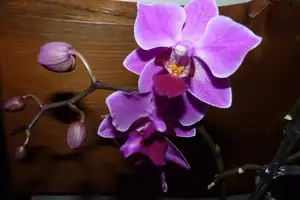 orchidea...