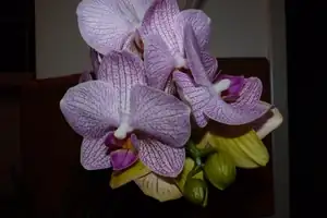 orchidea...