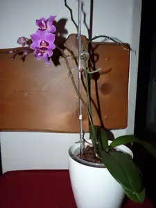 orchidea...