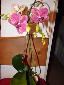 orchidea...