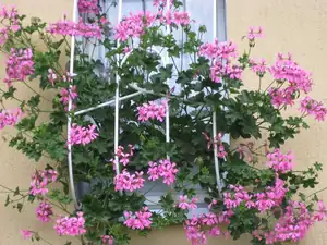Pelargonie