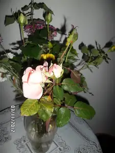 poslední růžičky