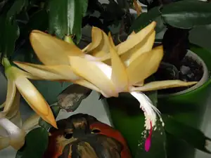 iris66 — 4. listopadu 2012