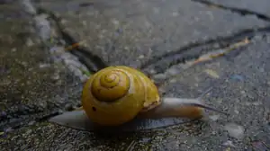 šnek...