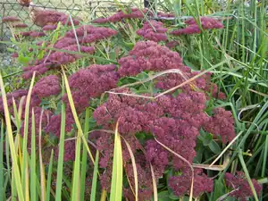 Sedum