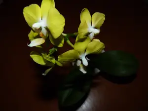 koupila jsem si žlutou miniorchidejku...