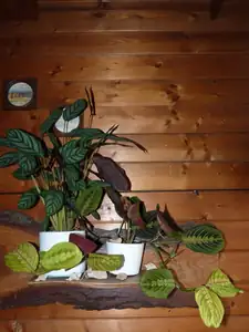 calathea a maranta...