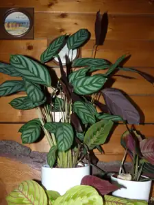 calathea...