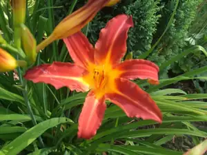 iris66 — 20. července 2010