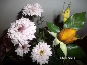 ludmila60 — 12. listopadu 2012