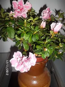 ludmila60 — 12. listopadu 2012