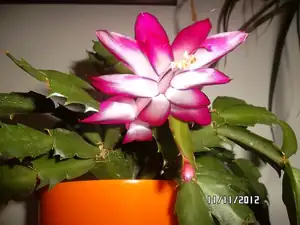 ludmila60 — 12. listopadu 2012