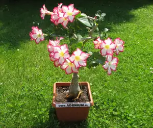 iris66 — 12. listopadu 2012