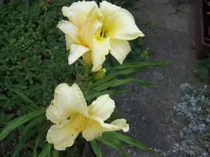 iris66 — 20. července 2010