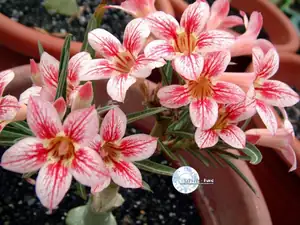iris66 — 12. listopadu 2012