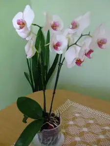 iris66 — 20. července 2010