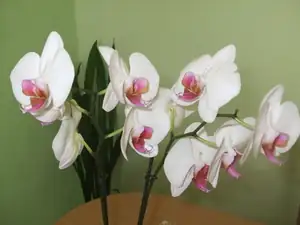 iris66 — 20. července 2010
