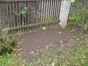 Podzimní sázení ginkga