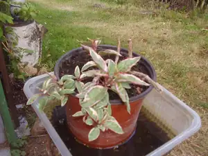 fuchsie