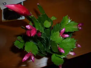 emilka12 — 23. listopadu 2012