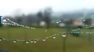 můj perlový náhrdelník...