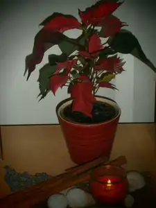 Malá předzvěst vánoc