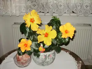 Dělá mě radost