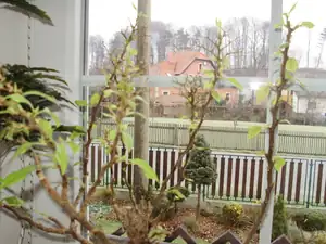 Bugatka už obráží