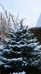 pocukrovaný stříbrný smrček...