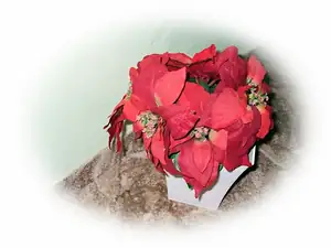 iris66 — 5. prosince 2012