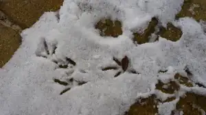 stopy ptáčků...