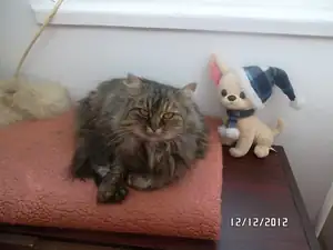 Čikinka v pelíšku