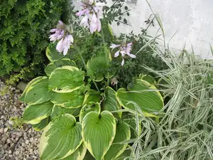 Hosta-bohyška