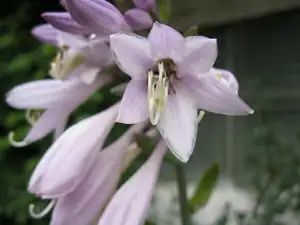 Hosta-bohyška