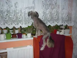 Babička s páničkem nejsou doma,tak je Rexík vyhlíží.