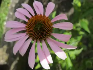 Echinacea