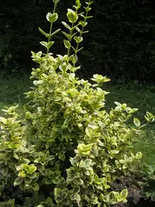Brslen panašovaný