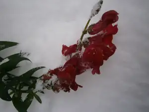Vytrvalec..kvetl ještě v prosinci