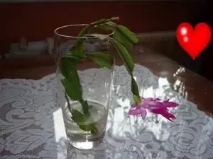 emilka12 — 21. prosince 2012
