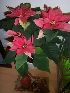 První už opadala, tak jsem dostala novou 🙂