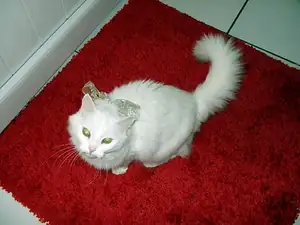 Štědrý den nastal