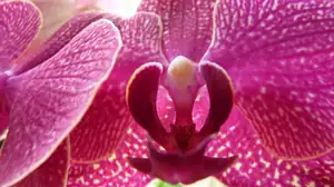 orchidej...