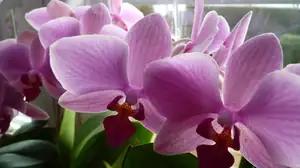 orchidej...