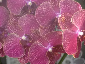 orchidej...
