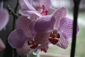 orchidej...