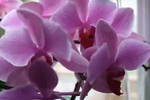 orchidej...